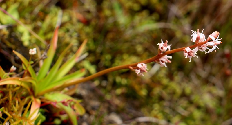 Aletris gracilis photo 3