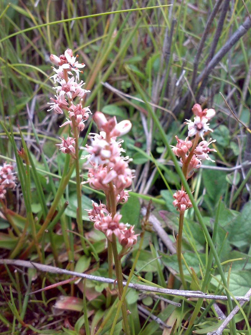 Aletris gracilis photo 4
