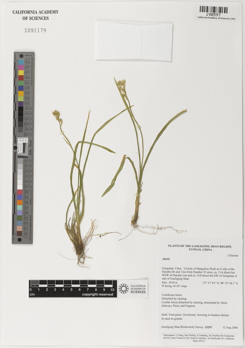Aletris gracilis photo 5
