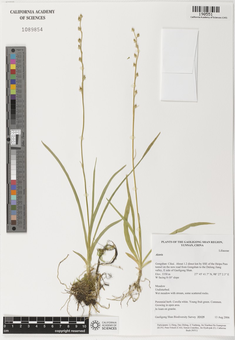 Aletris gracilis photo 6