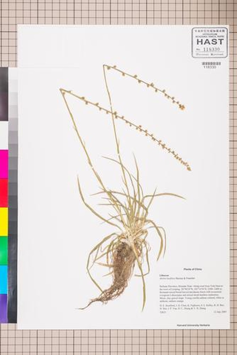 Aletris laxiflora