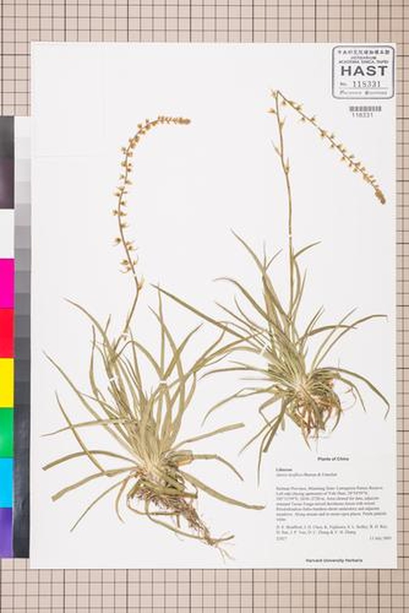 Aletris laxiflora photo 2
