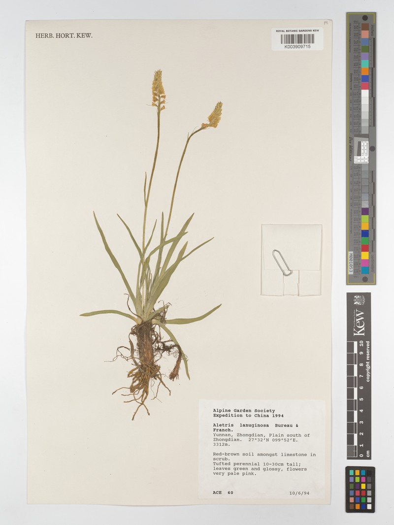 Aletris laxiflora photo 3