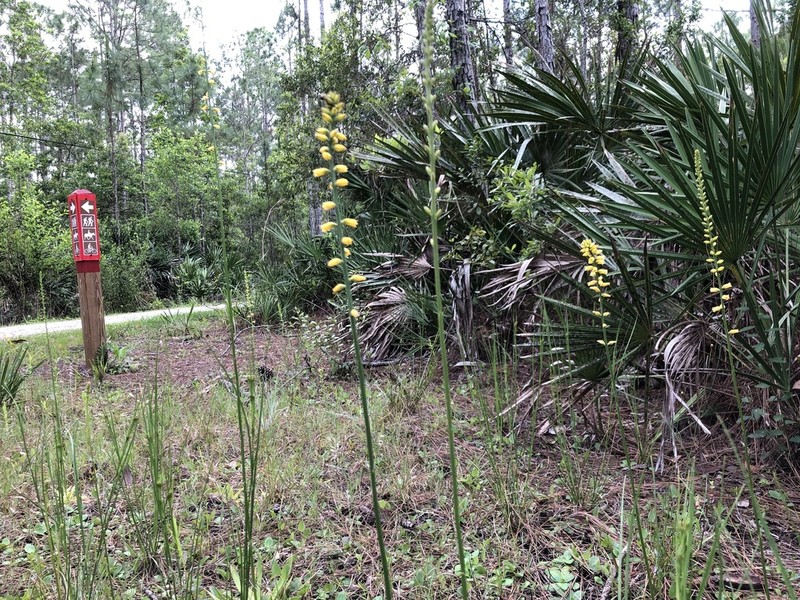 Yellow Colicroot photo 2