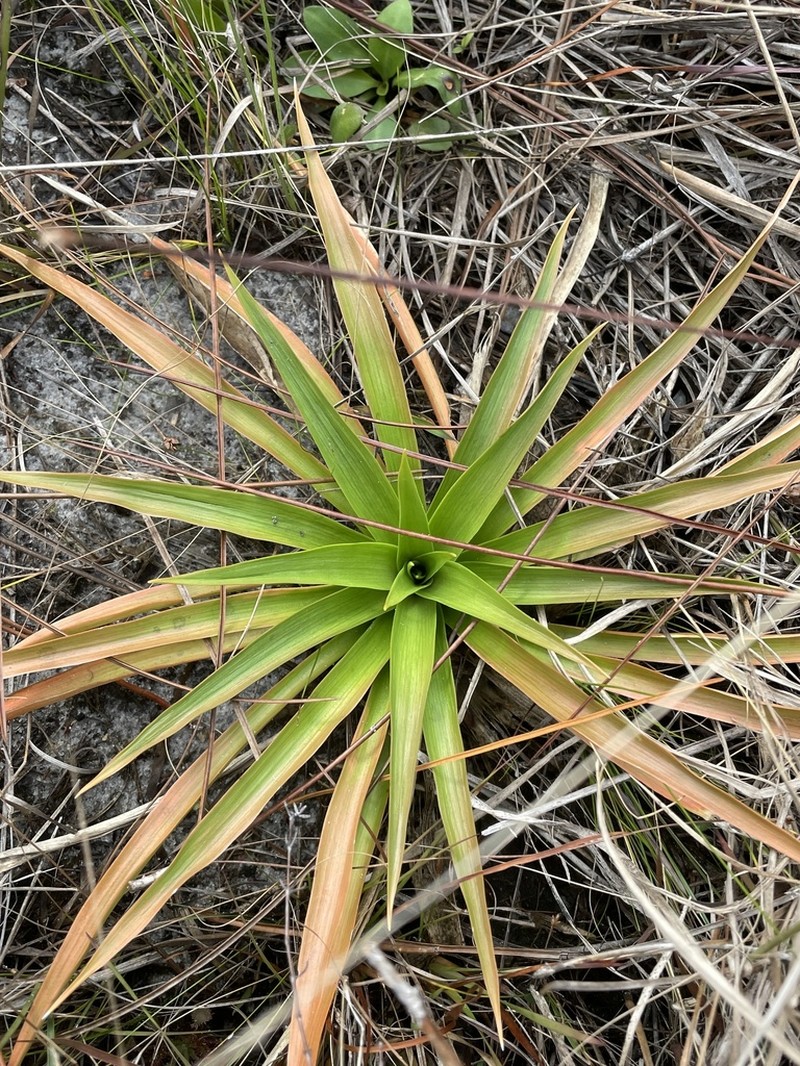Yellow Colicroot photo 3