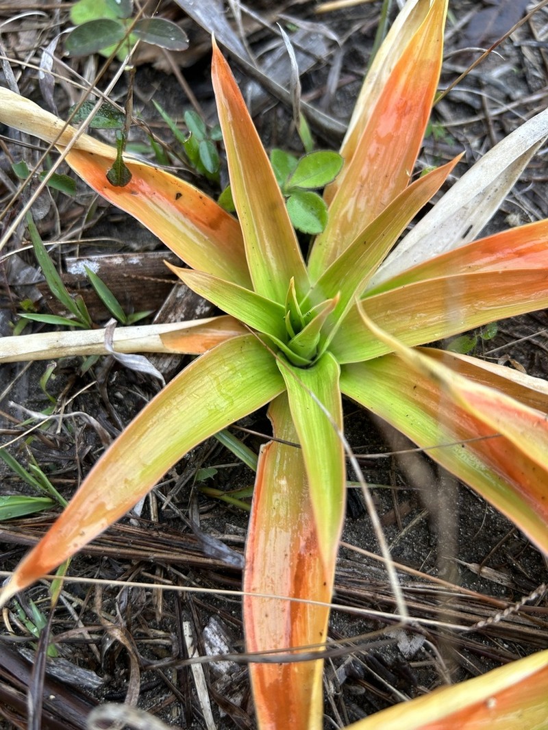 Yellow Colicroot photo 4
