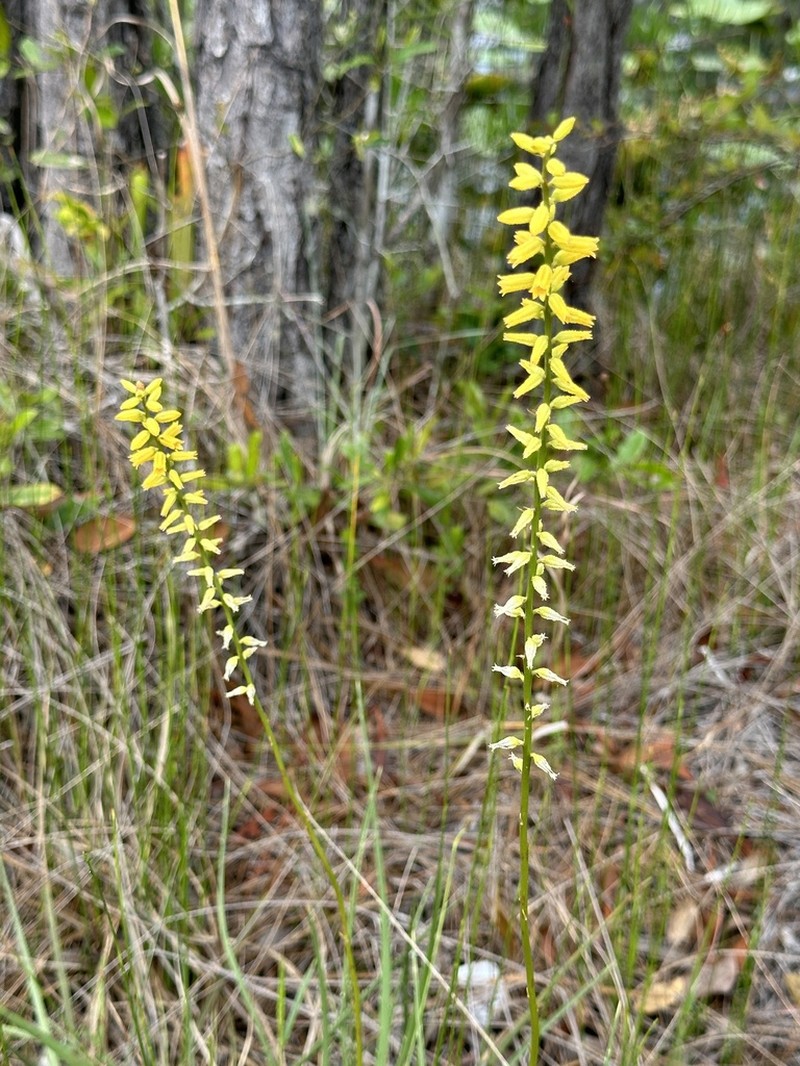 Yellow Colicroot photo 5