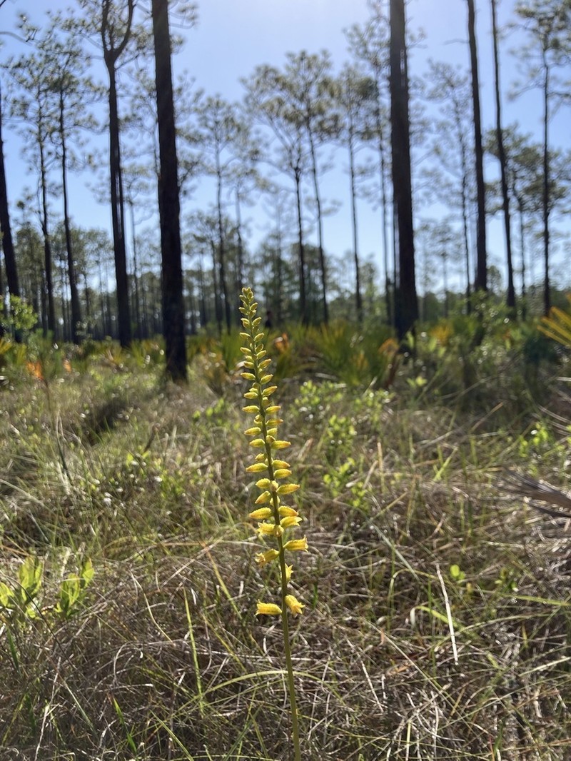 Yellow Colicroot photo 6