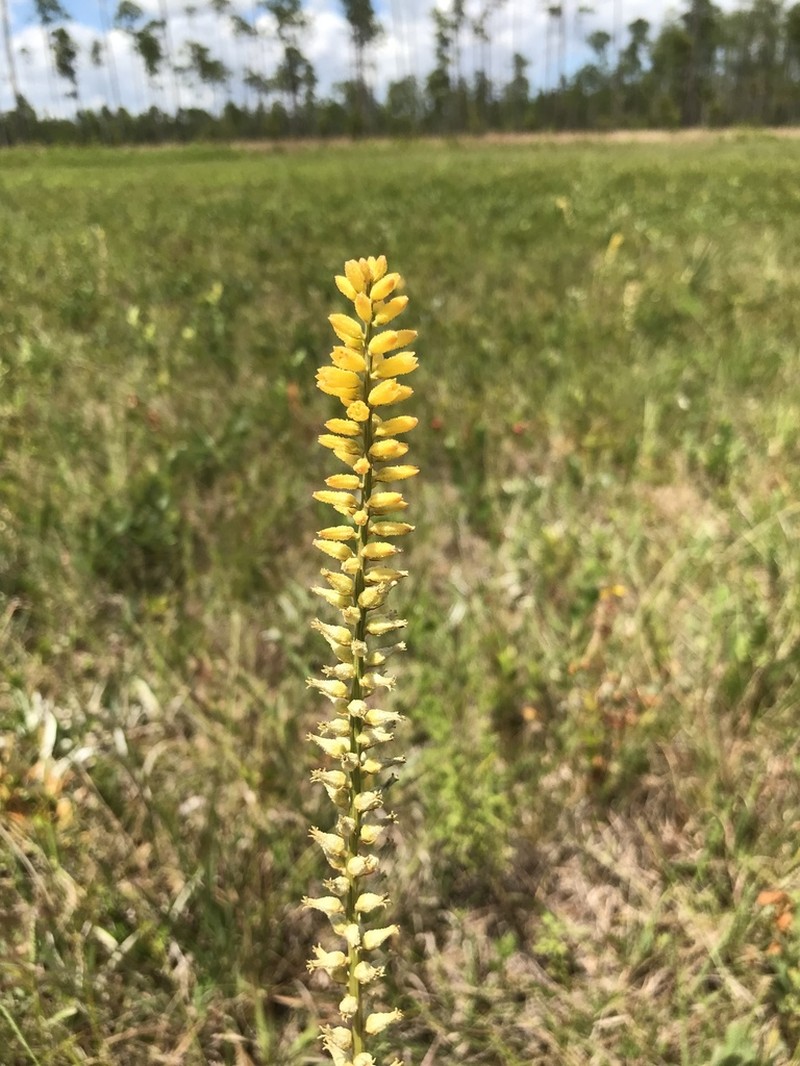 Yellow Colicroot photo 7