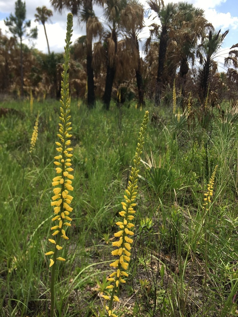 Yellow Colicroot photo 8