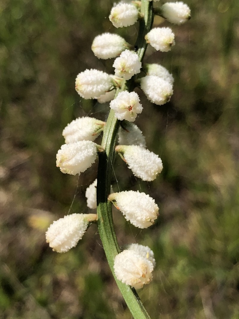 Southern Colicroot