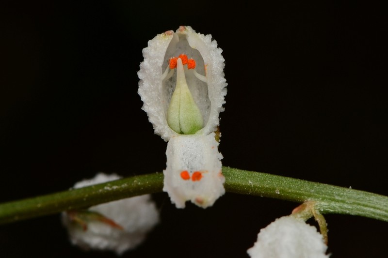 Southern Colicroot photo 2