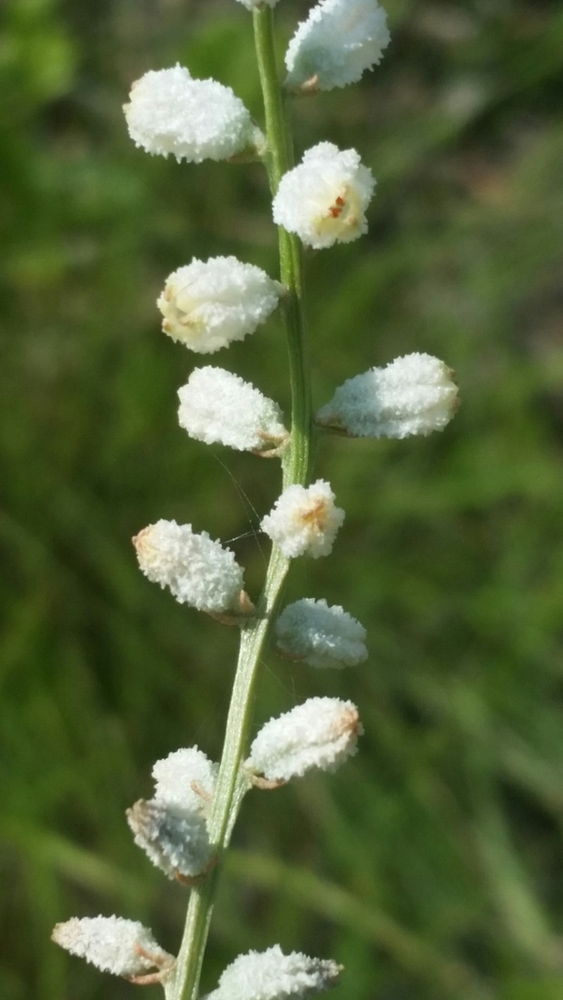 Southern Colicroot photo 3
