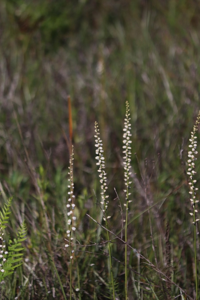 Southern Colicroot photo 4