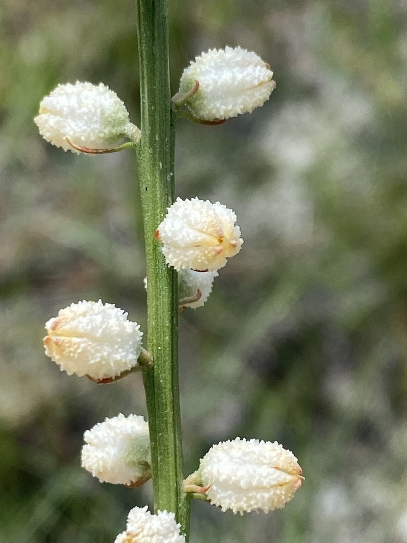 Southern Colicroot photo 5