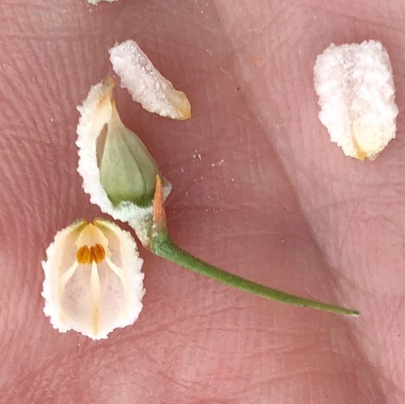 Southern Colicroot photo 6