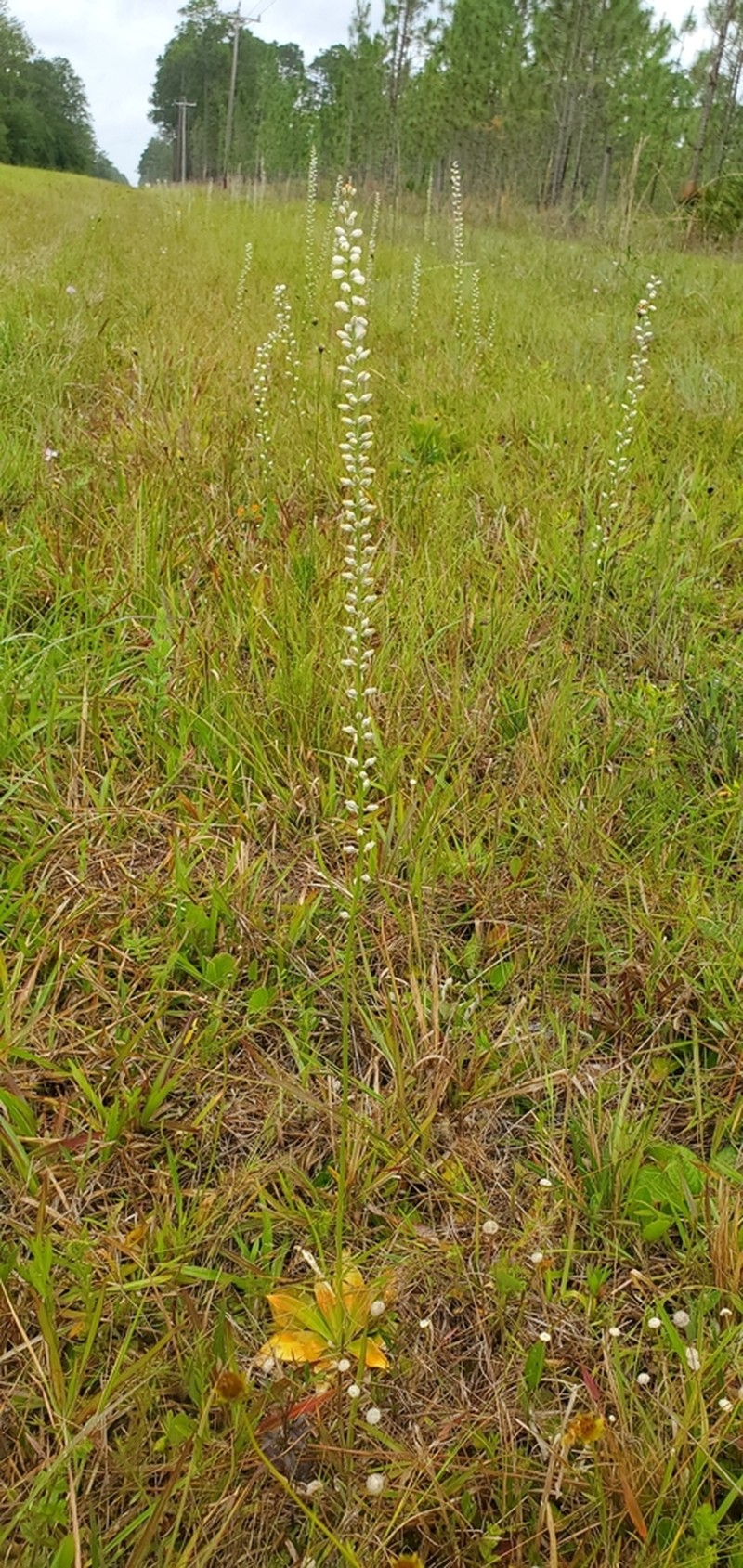Southern Colicroot photo 7
