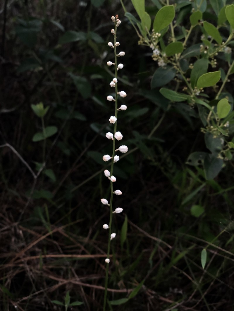 Southern Colicroot photo 8