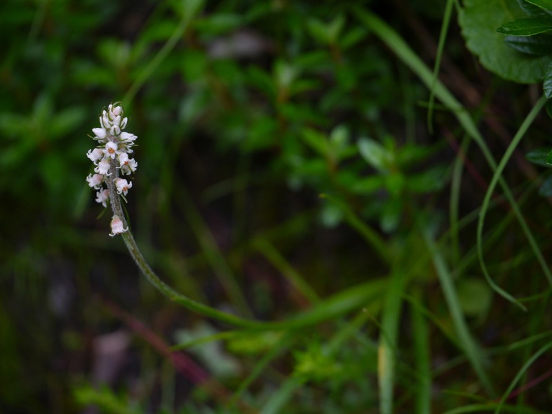 Aletris pauciflora
