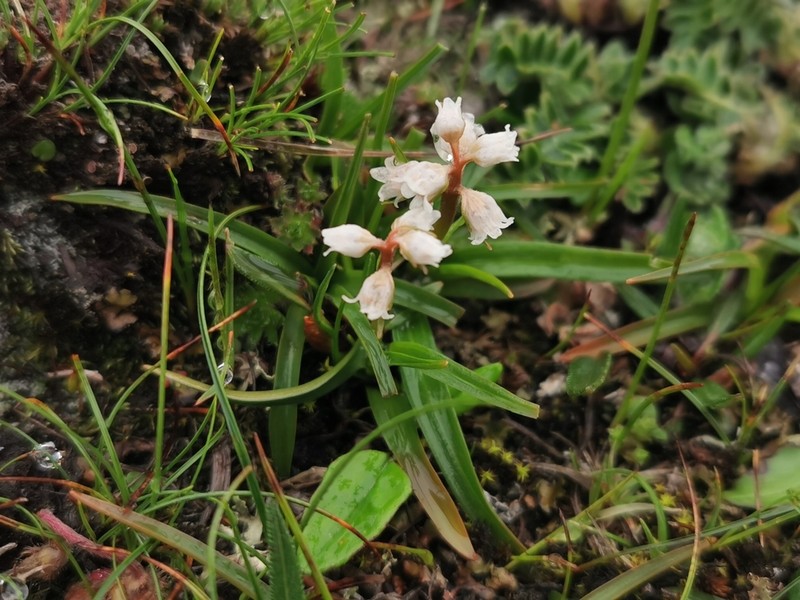 Aletris pauciflora photo 2