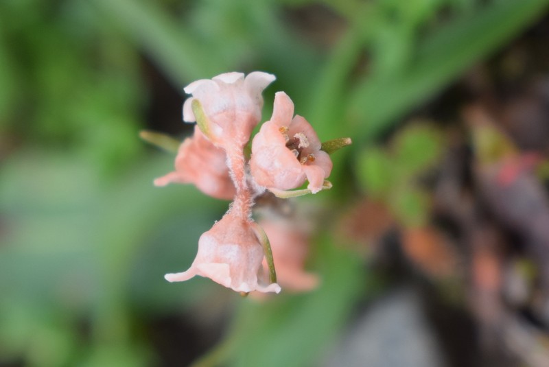 Aletris pauciflora photo 3