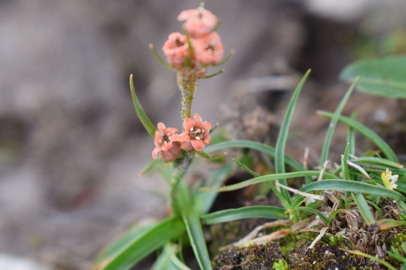 Aletris pauciflora photo 4