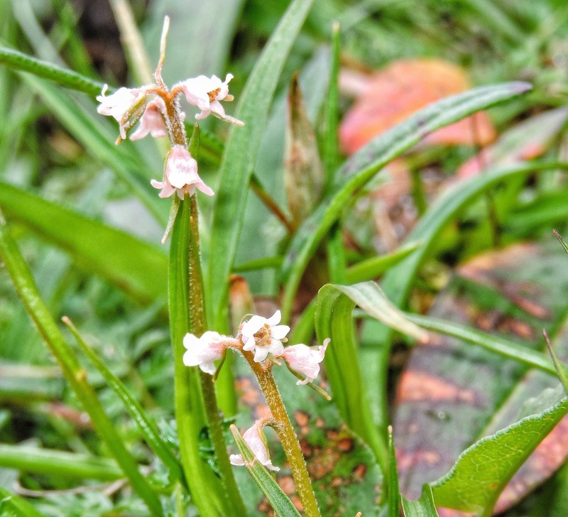 Aletris pauciflora photo 6