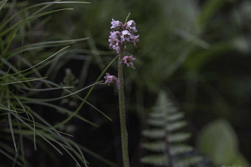 Aletris pauciflora photo 7