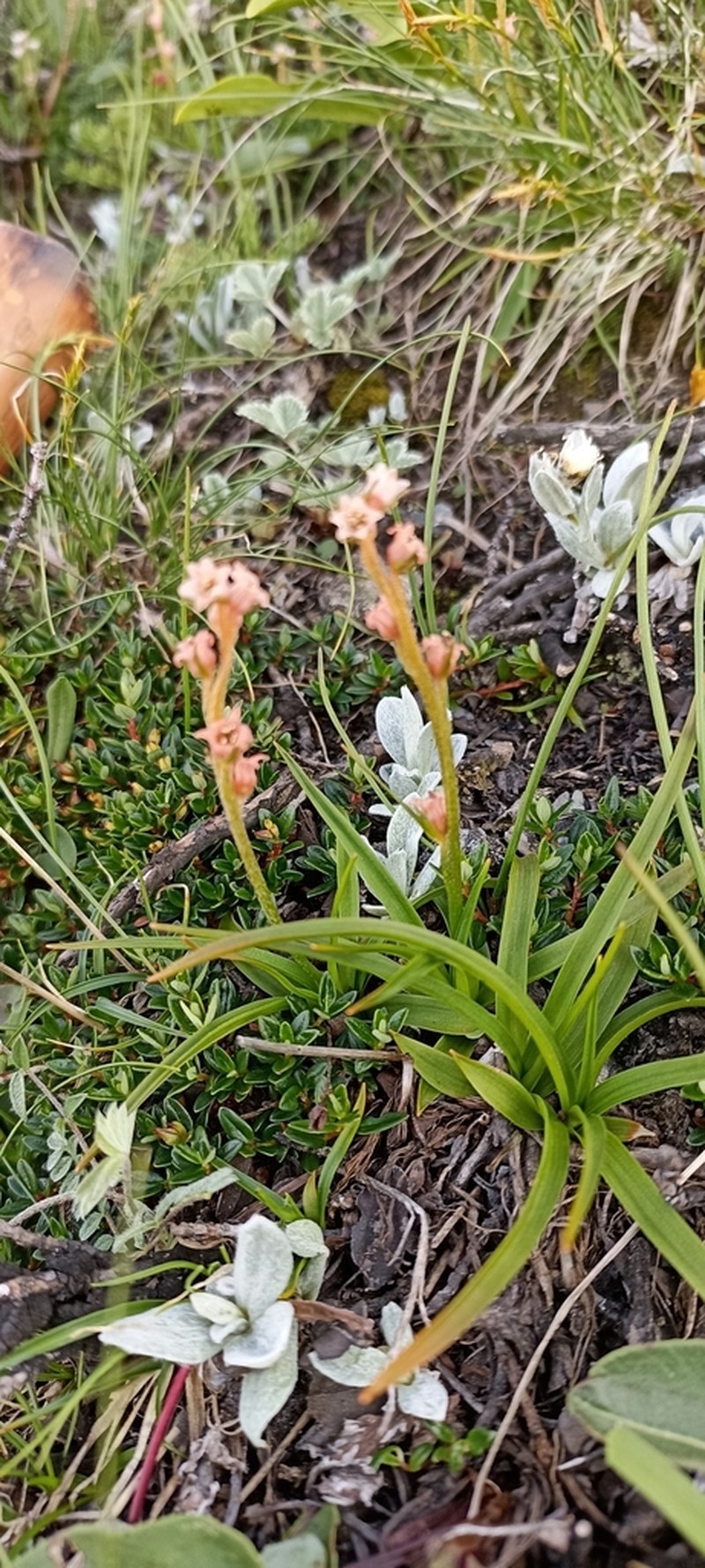 Aletris pauciflora photo 8