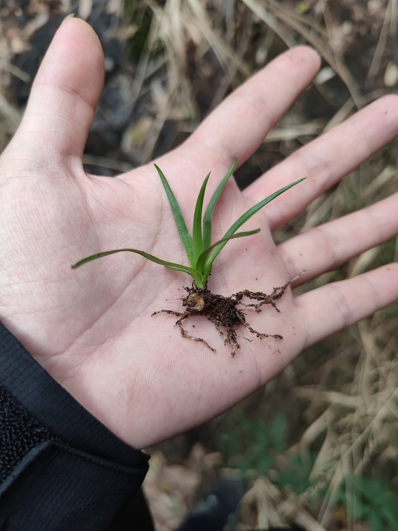 Aletris scopulorum