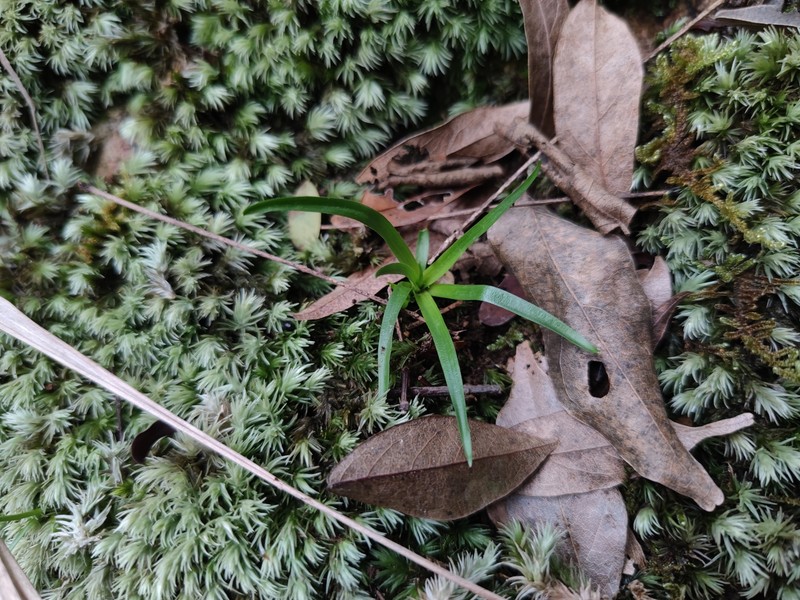 Aletris scopulorum photo 2