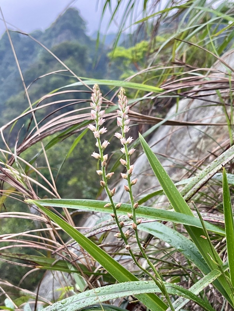 Aletris spicata