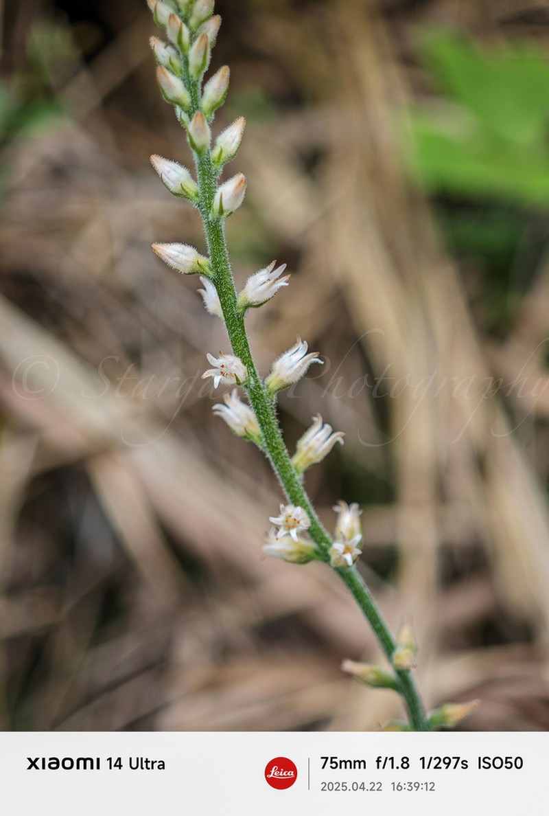 Aletris spicata photo 2
