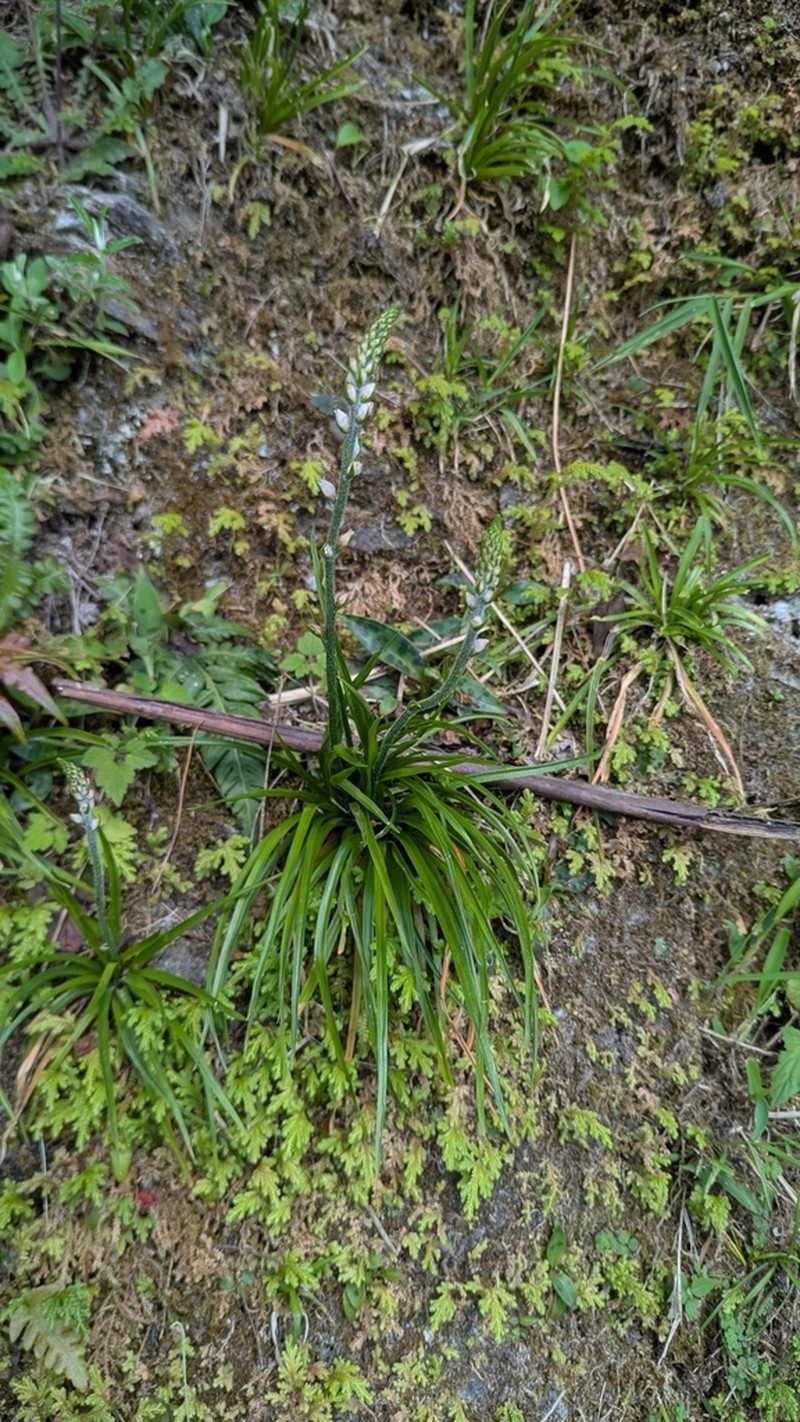 Aletris spicata photo 3