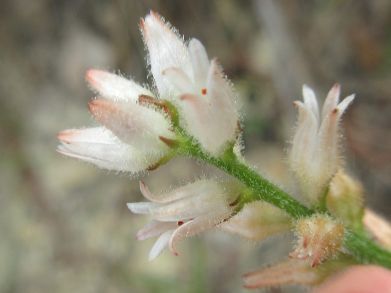 Aletris spicata photo 4