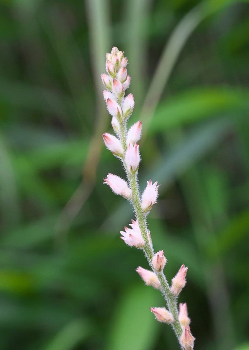 Aletris spicata photo 5