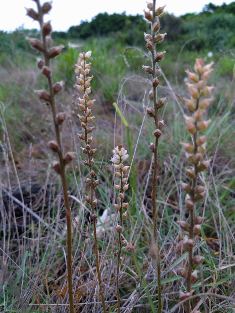 Aletris spicata photo 6