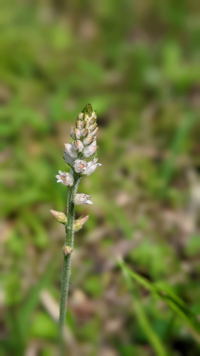 Aletris spicata photo 7