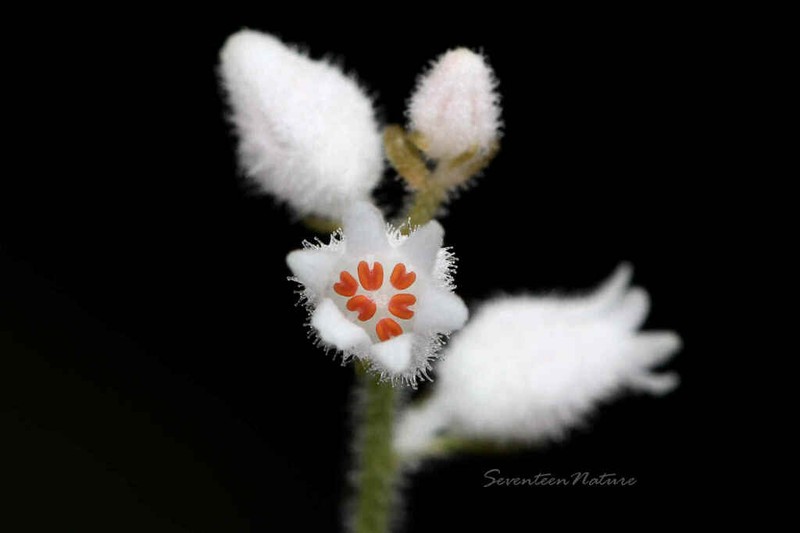 Aletris spicata photo 8