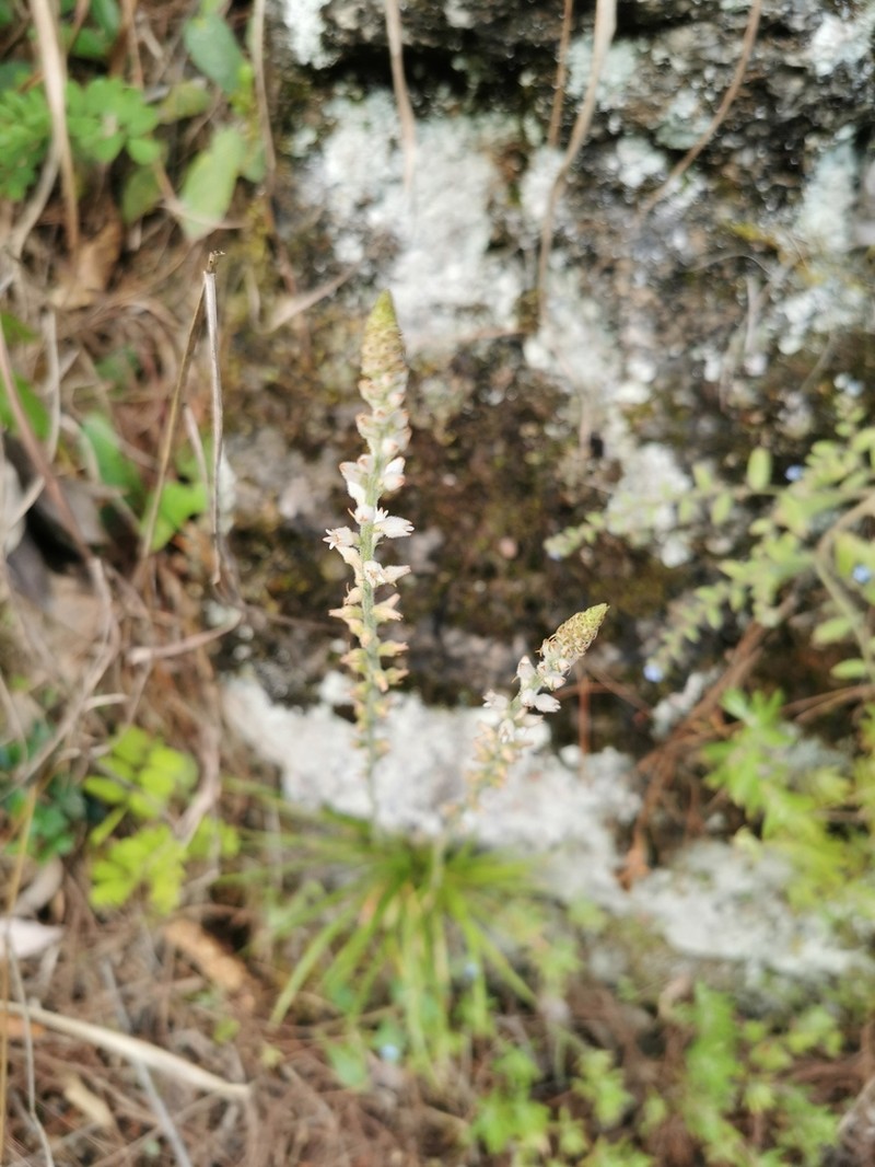 Aletris stenoloba