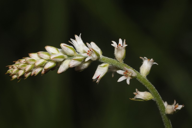 Aletris stenoloba photo 2