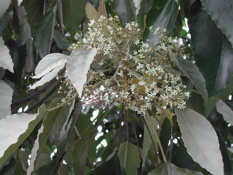 Indian Walnut photo 2