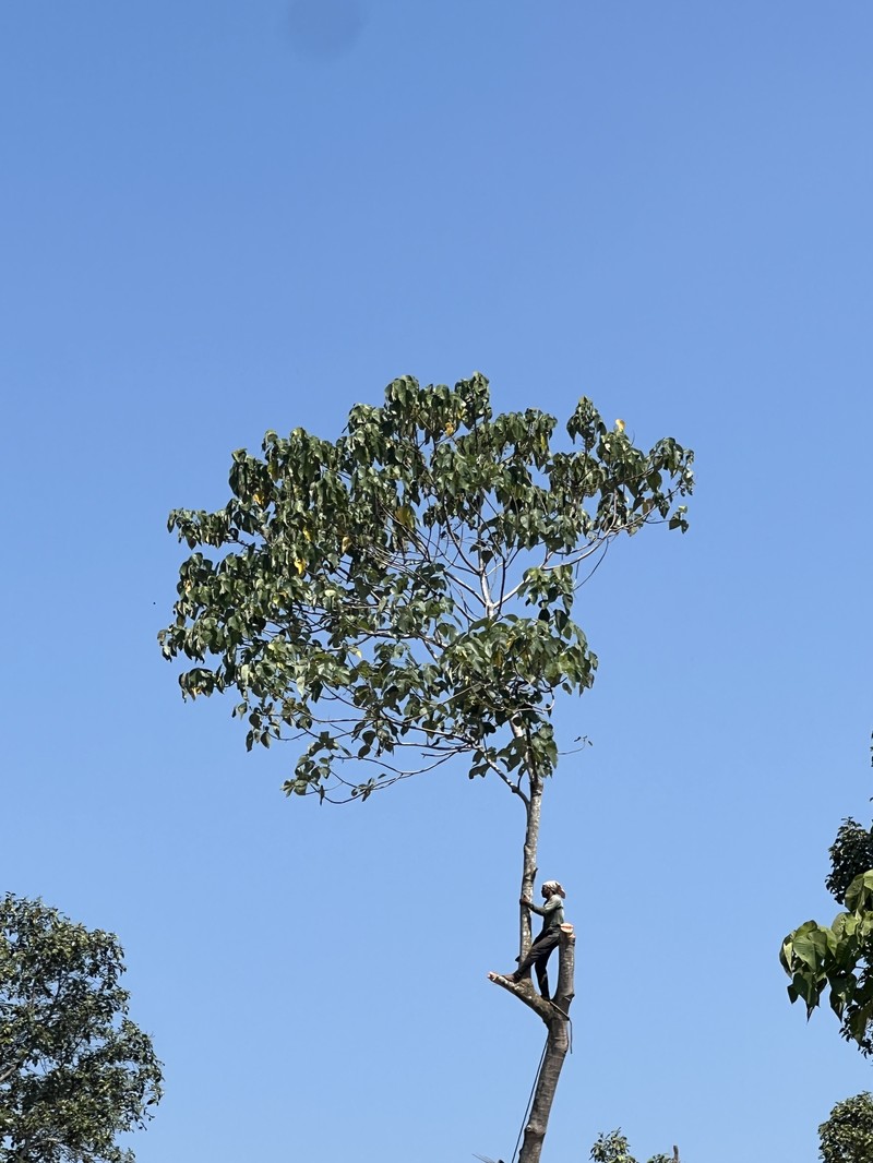 Indian Walnut photo 5