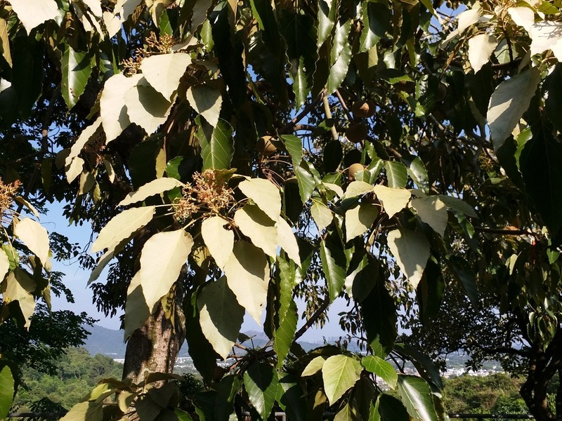 Indian Walnut photo 6