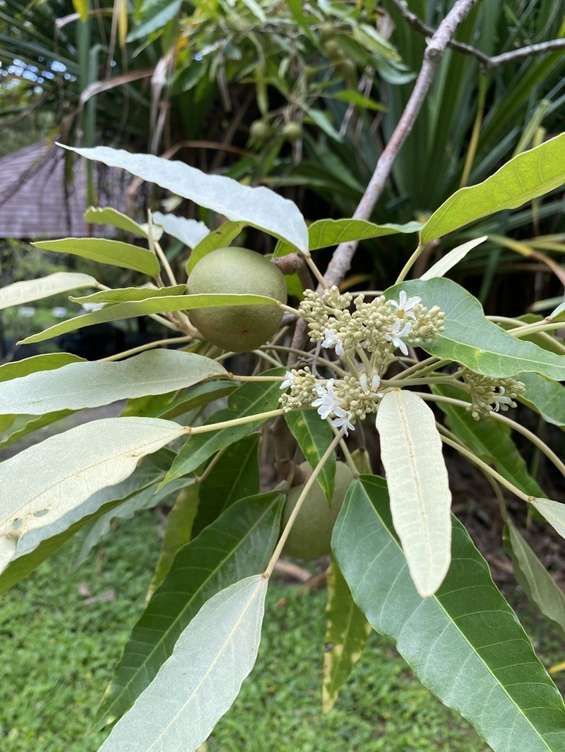 Indian Walnut photo 7