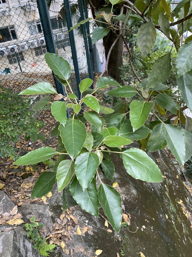 Indian Walnut photo 8
