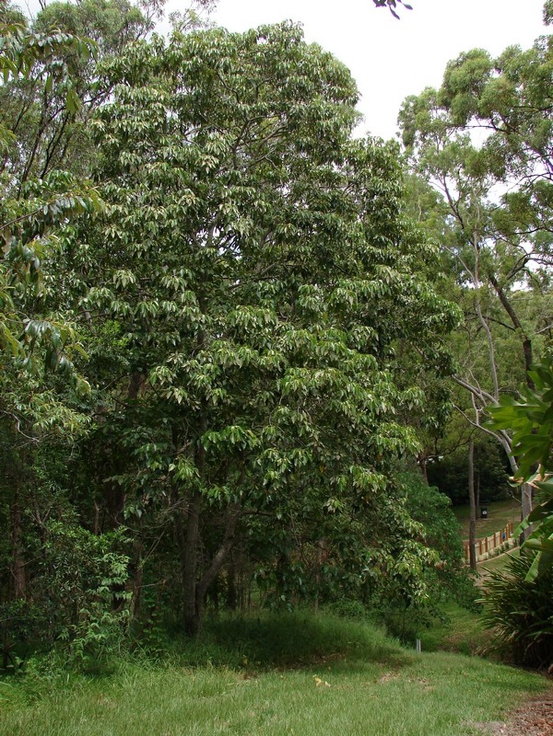 Aleurites rockinghamensis