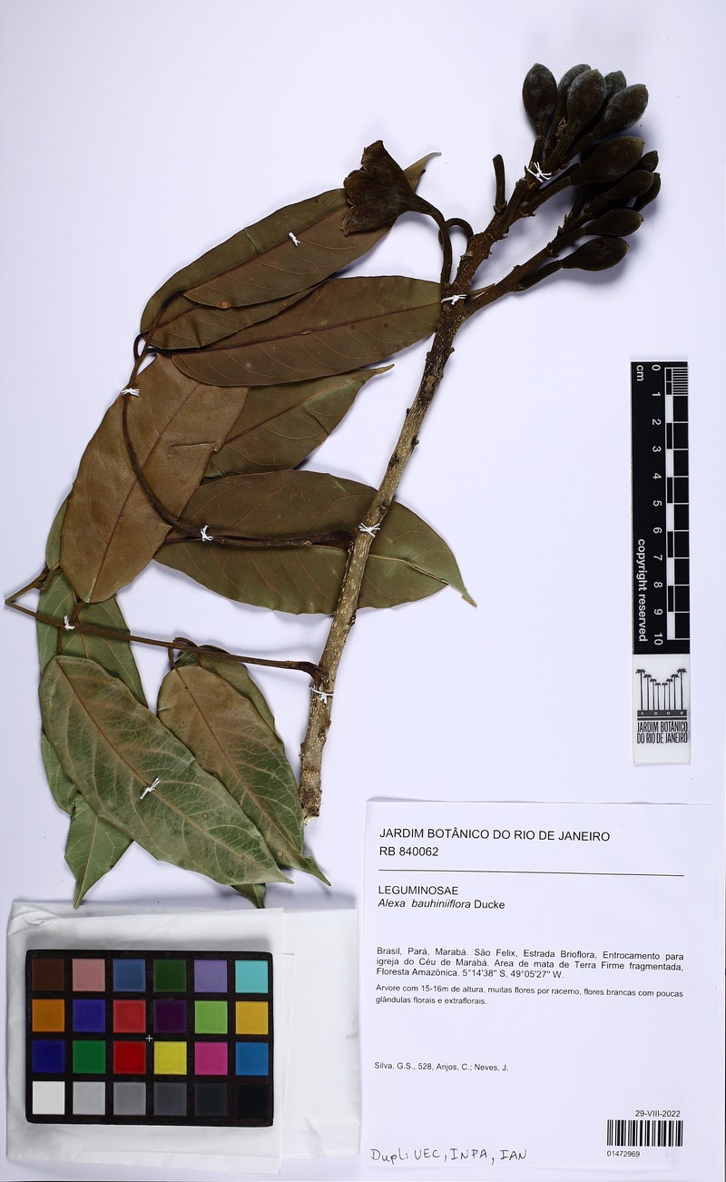 Alexa bauhiniiflora