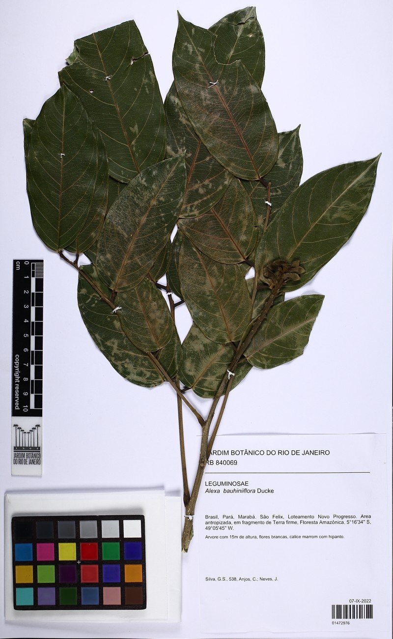 Alexa bauhiniiflora photo 3