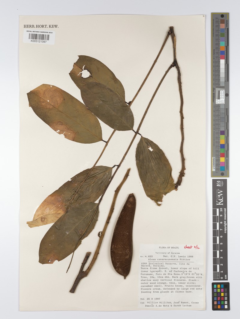 Alexa canaracunensis